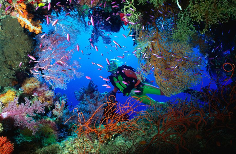 coral-at-the-lang-tengah-island