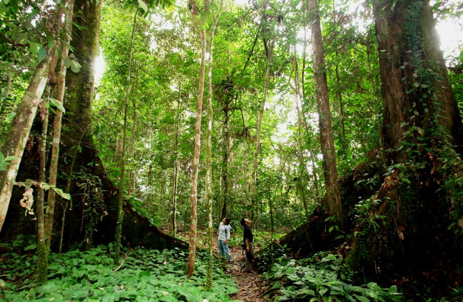 Jungle trekking at Gaya island
